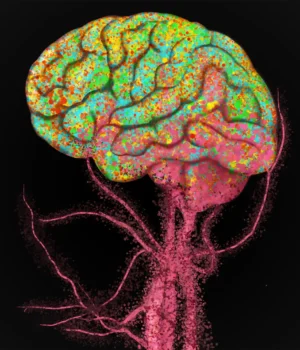 brain-immune-cell-migration.webp