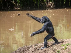 Chimpanzés atiram pedras nas mesmas árvores há mais de uma década