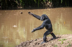 Chimpanzés atiram pedras nas mesmas árvores há mais de uma década