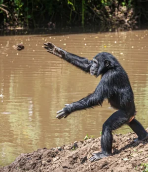 chimpanzee-throwing-rock-close.webp