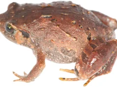 Sete novas espécies de sapos descobertas escondidas sob o solo da floresta de Madagascar