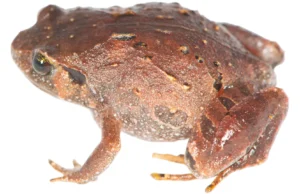 Sete novas espécies de sapos descobertas escondidas sob o solo da floresta de Madagascar