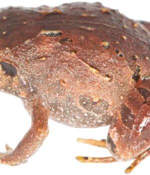 diamond-frog-rhombophryne-mavokely.webp