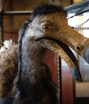 dodo-bird-museum-of-sciences-paris-france.webp