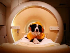 Os cães podem reconhecer o medo da tristeza – e os cientistas vêem isso em seus cérebros