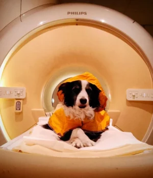 dog-getting-fmri.webp