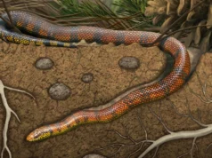 Cérebro de cobra de 80 milhões de anos revela um surpreendente mistério evolutivo