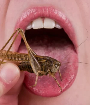 eating-grasshopper.webp