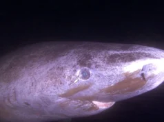 Este tubarão pode viver até 400 anos. Seus olhos dificilmente parecem envelhecer