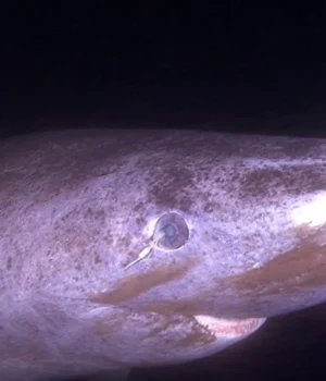 greenland-shark-eye-parasite.webp