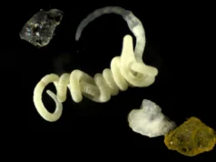 Os animais comem o bioplástico original da natureza há milhões de anos