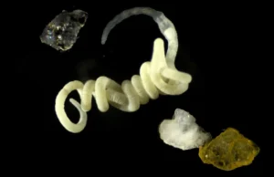 Os animais comem o bioplástico original da natureza há milhões de anos