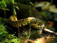 Jogador de futebol americano do ensino médio treinou por quase uma hora com uma cobra venenosa com boca de algodão em seu capacete