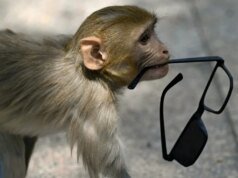Não é brincadeira: ‘sussurradores’ da Índia guardam na Copa do Mundo