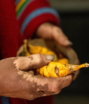 indigenous-hands-holding-yellow-mashua-tubers.webp