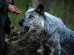 Humanos e cães interagem entre si há 15.000 anos