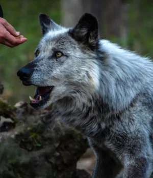man-and-wolf.webp