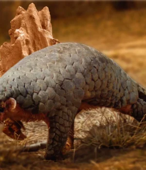 manis-aurita-pangolin.webp