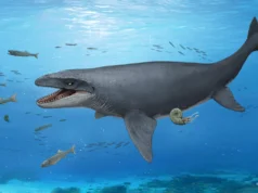 Um fóssil de 30 anos escondia os ossos de um misterioso monstro marinho antigo