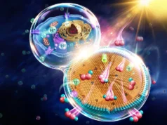 Nanorreator inspirado em células transforma luz solar em peróxido de hidrogênio