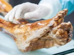 Cientistas encontram vida inesperada no corpo do boneco de neve Ötzi, de 5.300 anos