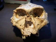 Cientistas dizem que a árvore genealógica humana pode precisar de uma grande reescrita