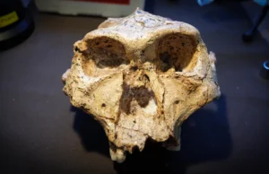 Cientistas dizem que a árvore genealógica humana pode precisar de uma grande reescrita