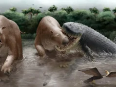 Este crocodilo de 7 metros pode ter governado a cadeia alimentar da América do Sul