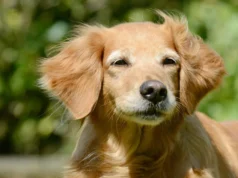 Cães podem ter pistas surpreendentes sobre a longevidade humana