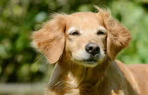 Cães podem ter pistas surpreendentes sobre a longevidade humana