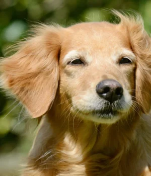 senior-brown-dog-close.webp