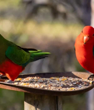 two-eastern-rosella-birds-perched-on-feeder.webp