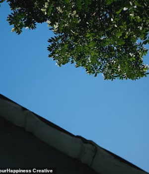 110978417-16096287-A_reader_is_afraid_a_tree_growing_by_the_fence_in_a_neighbour_s_-a-5_178829806567.avif