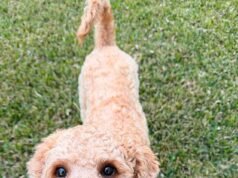 Cachorro adorável morre de exaustão pelo calor enquanto estava acorrentado em um clima de 100F, apesar dos protestos dos vizinhos