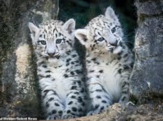 Filhotes de leopardo da neve, Momo e Nima, foram vistos se aventurando fora do Zoológico de Hampshire