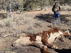 Vacas foram encontradas mutiladas e sem qualquer gota de sangue no remoto Oregon… e deputados confusos têm uma teoria assustadora.