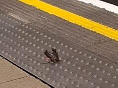 Eles olham para o queijo! Rato jorra na frente dos passageiros que esperam pelo metrô
