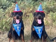Feliz aniversário Reggie e Ronnie! Cães policiais gêmeos em treinamento comemoram seu grande dia