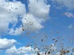 ‘Grasnado’ atordoa cidade de Queensland enquanto ciclone envia destroços pelos ares