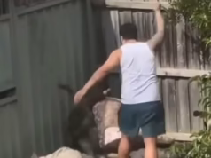Indignação com a crueldade animal quando um homem de Sydney foi flagrado pela câmera batendo em um cachorro ‘extremamente angustiado’ com uma prancha