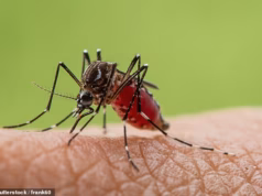 Alerta sobre mosquitos transmissores do Zika avistados no leste de Londres – insetos também provocam dengue e chikungunya mortais