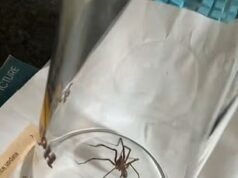 Por que sua casa é um ímã para aranhas: Britânicos aterrorizados dizem que suas casas estão cheias de criaturas de oito patas – o que está por trás da invasão