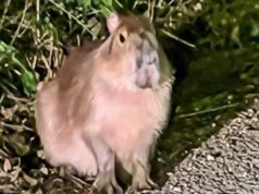 Uma capivara foi vista pela primeira vez em cinco meses depois de escapar de um zoológico de Hampshire