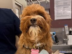 Família australiana emite alerta de emergência depois que cachorrinho quase morreu após comer passas envenenadas no café da manhã