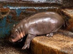 Piper, um hipopótamo pigmeu de três semanas, dá seu primeiro mergulho na piscina