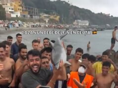 Migrantes ilegais em Ceuta criam crias de golfinhos como troféus depois de lhes ‘baterem com paus’ diante de habitantes locais horrorizados, enquanto milhares de norte-africanos permanecem no enclave