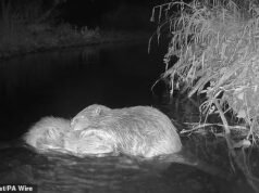 Dois castores soltos na natureza em Exmoor se reencontraram e podem começar sua própria família