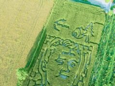 Liberais cruéis atingem fazenda familiar no meio-oeste depois de criar Charlie Kirk Corn Maze em sua memória