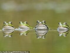 Ah, feliz dia! Quatro sapos estão mergulhando em um lago