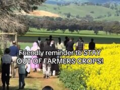 Agricultores australianos perdem o controle enquanto turistas arruinam suas colheitas para tirar a selfie perfeita: ‘Decepcionante’